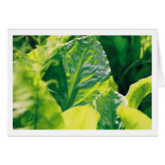 Green Leaf Cards