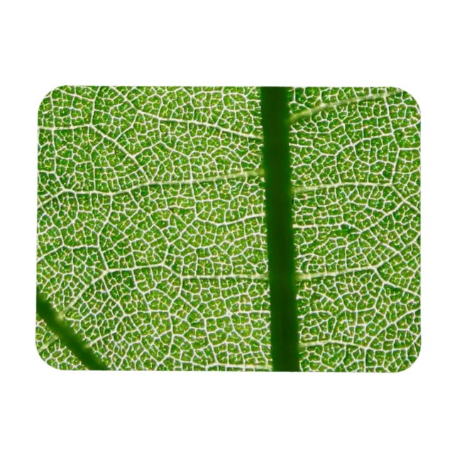 Green Leaf Close Up Magnet (Horizontal)