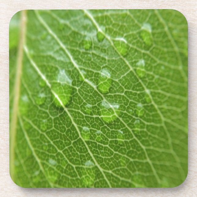 Green Leaf Drink Coaster (Front)