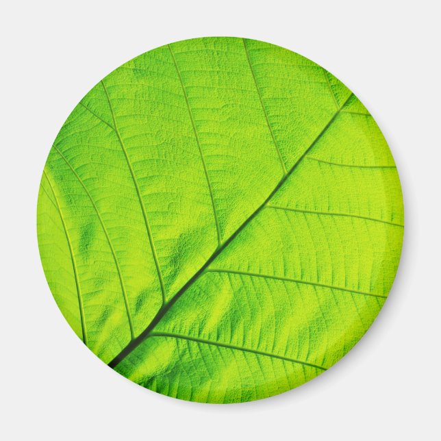 Green Leaf Magnets (Front)