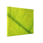 Green Leaf Nature Photography Canvas Print