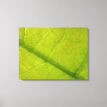 Green Leaf Nature Photography Canvas Print