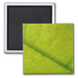 Green Leaf Nature Photography Magnet
