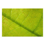 Green Leaf Nature Photography Photo Print