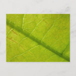 Green Leaf Nature Photography Postcard