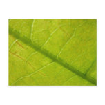 Green Leaf Nature Photography Postcard