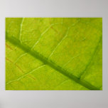 Green Leaf Nature Photography Poster