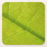 Green Leaf Nature Photography Square Paper Coaster