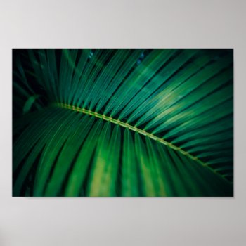 Green Leaf Palm Frond Tropical Nature Photo Poster by Mirribug at Zazzle