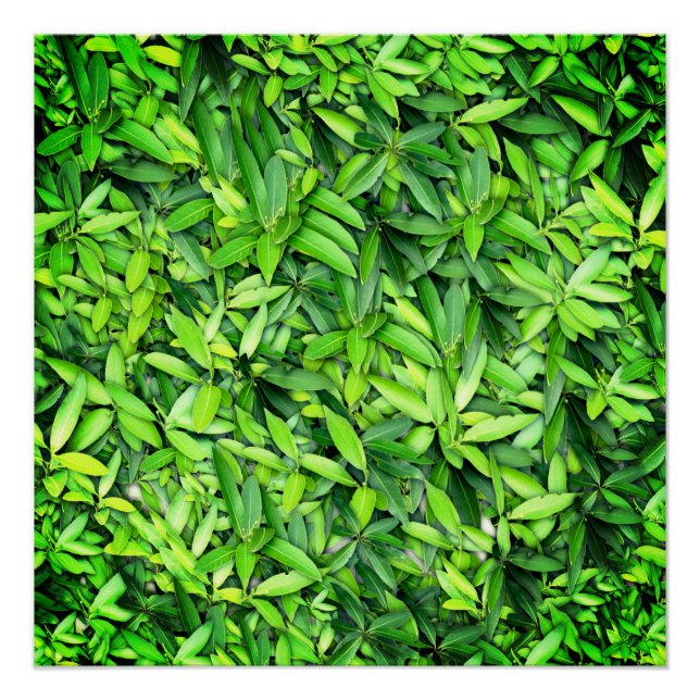 Green Leaf Pattern – Botanical Nature Art Poster (Front)