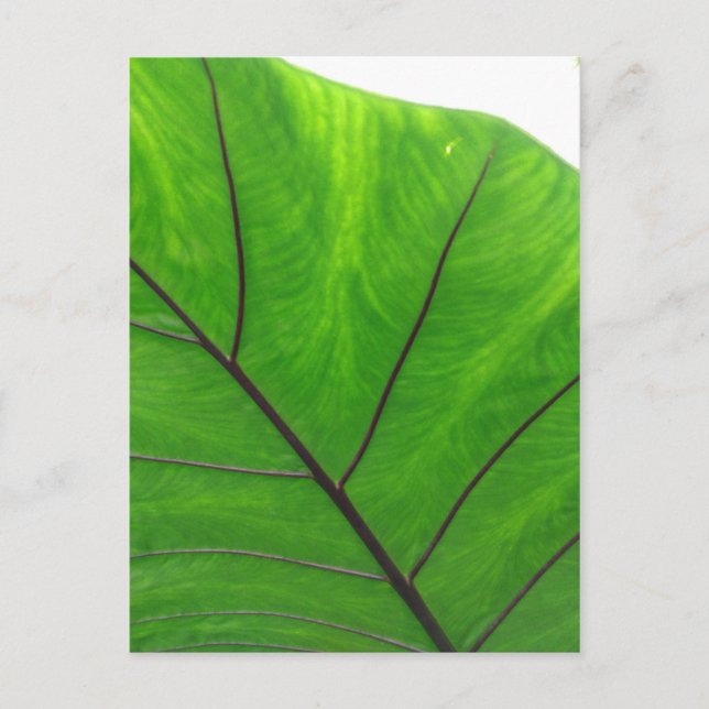 Green Leaf Postcard (Front)