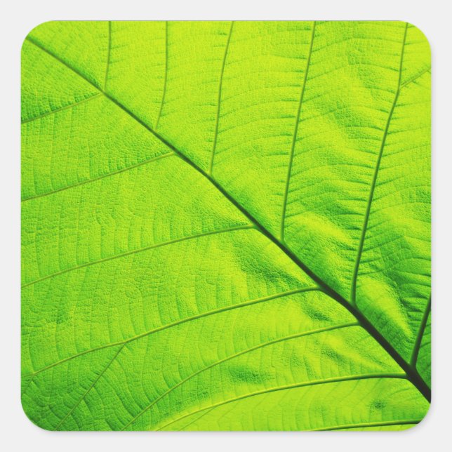 Green Leaf Stickers (Front)