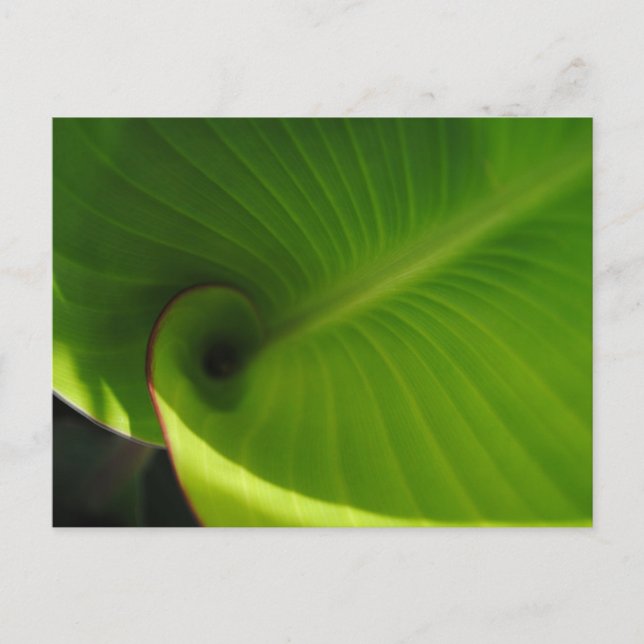 Green Leaf Swirl Postcard (Front)