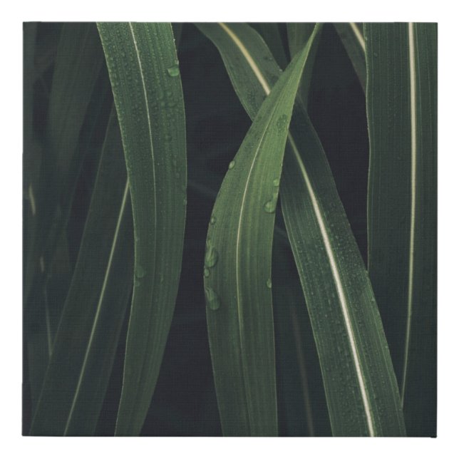 GREEN-LEAFED PLANT FAUX CANVAS PRINT (Front)