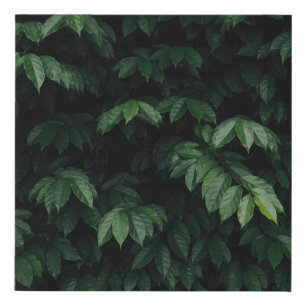 GREEN-LEAFED TREE FAUX CANVAS PRINT
