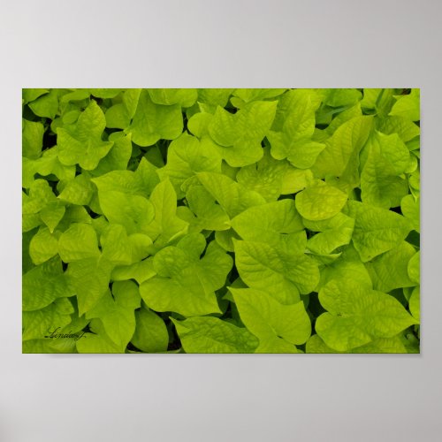 Green Leafy Texture Background Canvas or Poster