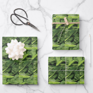 Green Leafy Vegetable Wrapping Paper Sheets