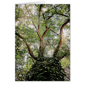 Green leaves all around (Front)