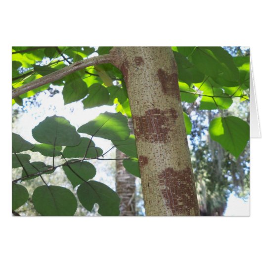 green leaves and tree trunk with cool bark cards (Front Horizontal)