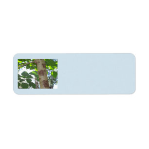 green leaves and tree trunk with cool bark label