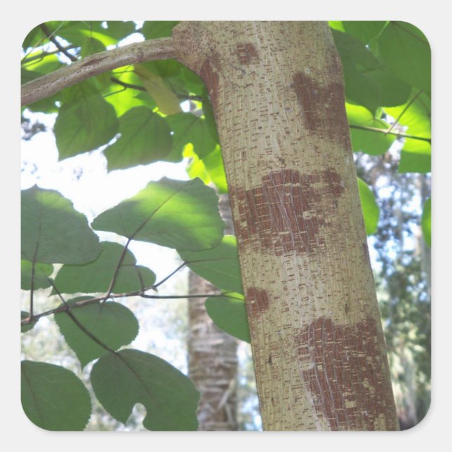 green leaves and tree trunk with cool bark square sticker (Front)