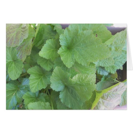 Green Leaves Cards (Front Horizontal)