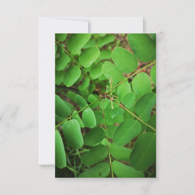 green leaves greeting card  (Front)
