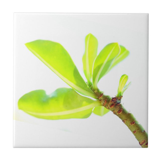 Green Leaves Kudu Lily Nature Feel Ceramic Tile (Front)