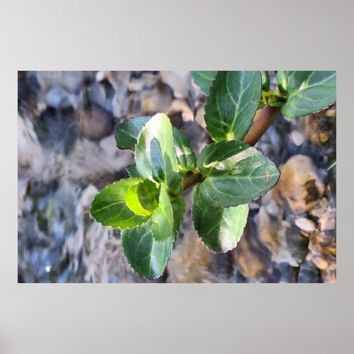 Green Leaves Macro – Botanical Photography Print