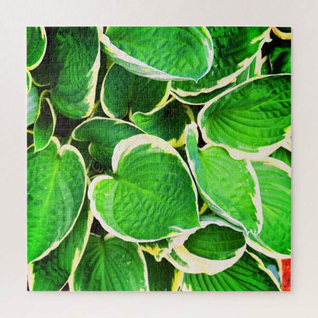 Green leaves of a Hosta plant  Jigsaw Puzzle (Vertical)