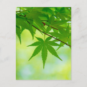 Green leaves of Japanese maple Postcard