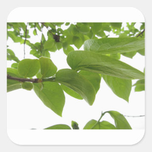 Green leaves of persimmon tree on white background square sticker