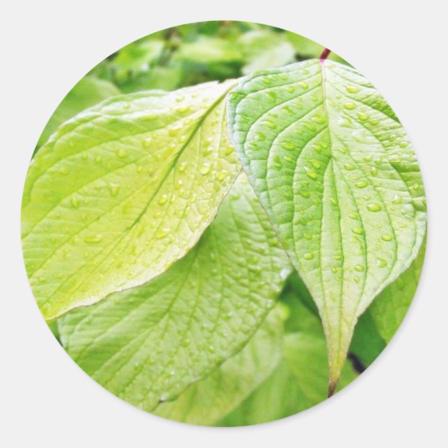 Green Leaves On Tree Classic Round Sticker (Front)