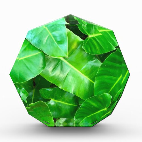 Green leaves Palm Leaf tropical foliage jungle  Acrylic Award