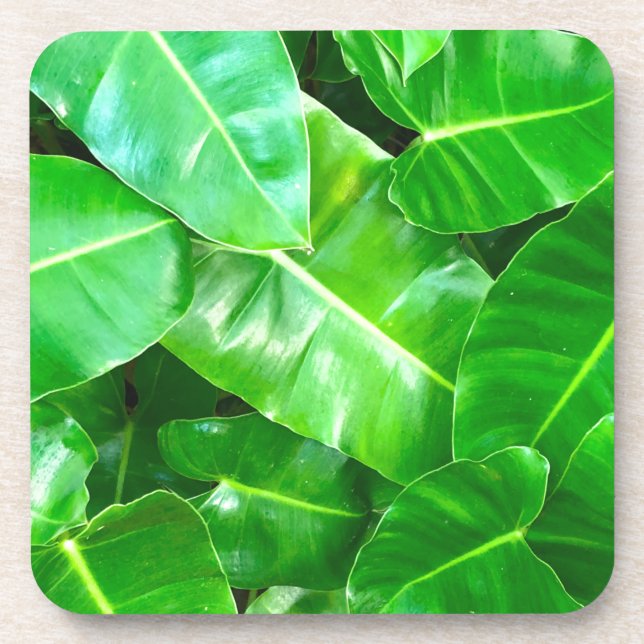 Green leaves Palm Leaf tropical foliage jungle  Beverage Coaster (Front)
