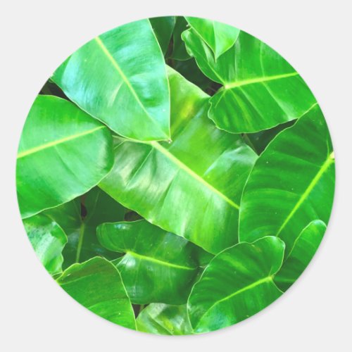 Green leaves Palm Leaf tropical foliage jungle  Classic Round Sticker