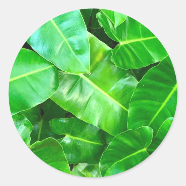 Green leaves Palm Leaf tropical foliage jungle  Classic Round Sticker (Front)