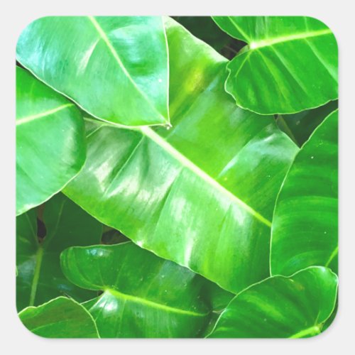 Green leaves Palm Leaf tropical foliage jungle  Square Sticker