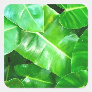 Green leaves Palm Leaf tropical foliage jungle  Square Sticker