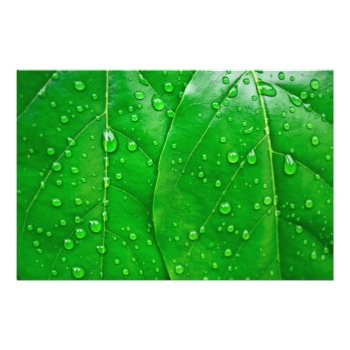Green Leaves Photo Print by HighSkyPhotoWorks at Zazzle