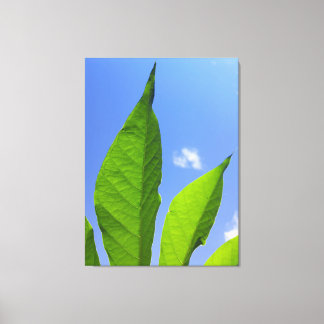  Green Leaves Reaching the Sky Canvas Print