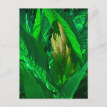 Green Leaves with Golden Celosia Flower Spike