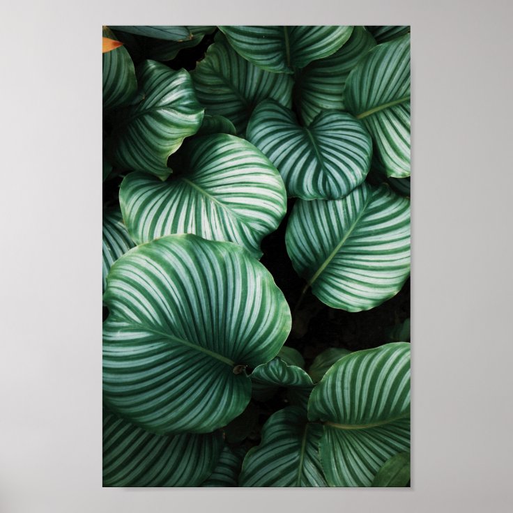 Green leaves with white stripes plant poster | Zazzle