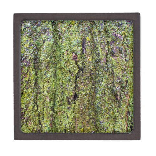 Green Lichen on Tree Bark Nature Gift Box