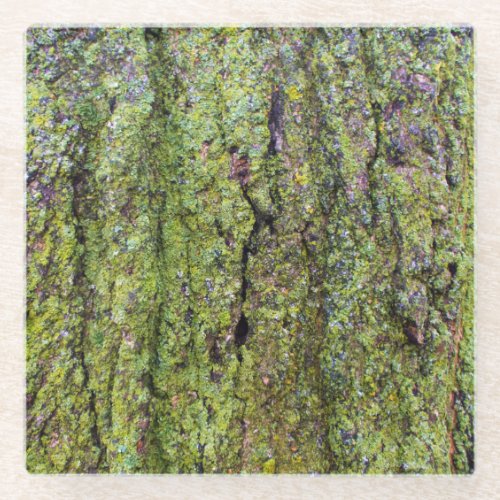 Green Lichen on Tree Bark Nature Glass Coaster