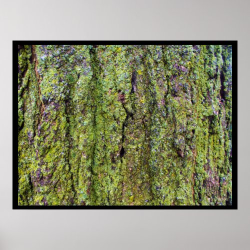 Green Lichen on Tree Bark Nature Poster
