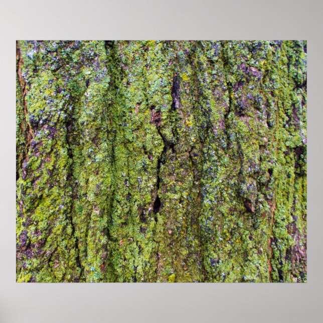 Green Lichen on Tree Bark Nature Poster (Front)