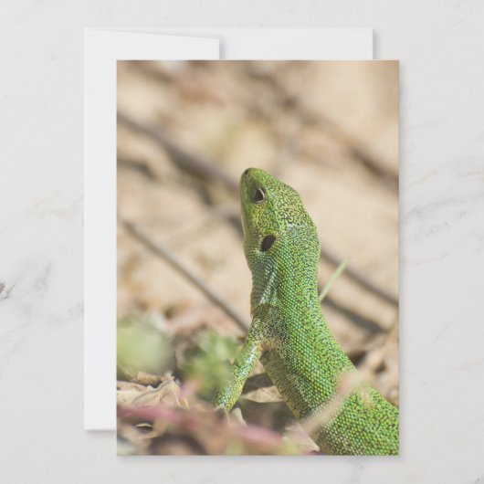 Green lizard (Front)