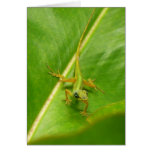 Green Lizard on Green Leaf Cards