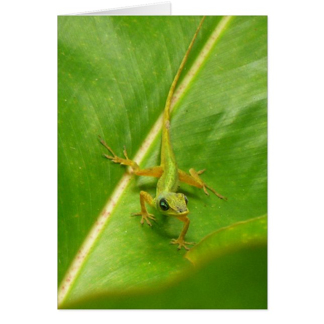 Green Lizard on Green Leaf Cards (Front)